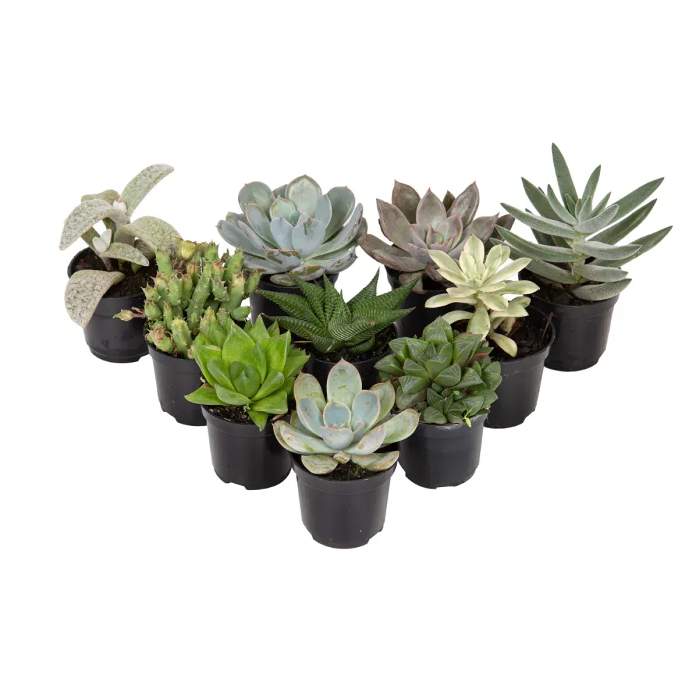 Suculenta Mini Variada Pote 06