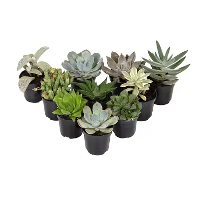 Suculenta Mini Variada Pote 06