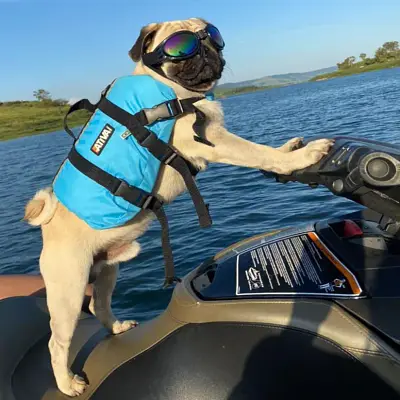 Colete Salva Vidas Pet Vest Ativa Azul G