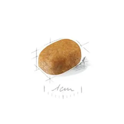 Ração Cães Royal Canin Maltes Puppy 2,5kg