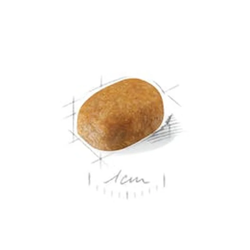 Ração Cães Royal Canin Maltes Puppy 2,5kg